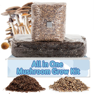 At Home mushroom grow kit