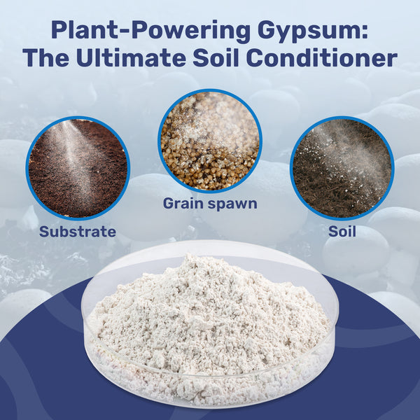 Gypsum Powder