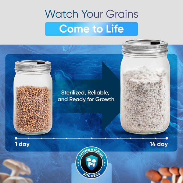 Sterile Grain Jars