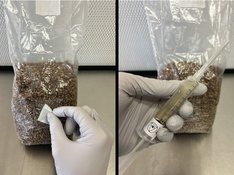 Bag Fruiting Guide – Surfin' Spores
