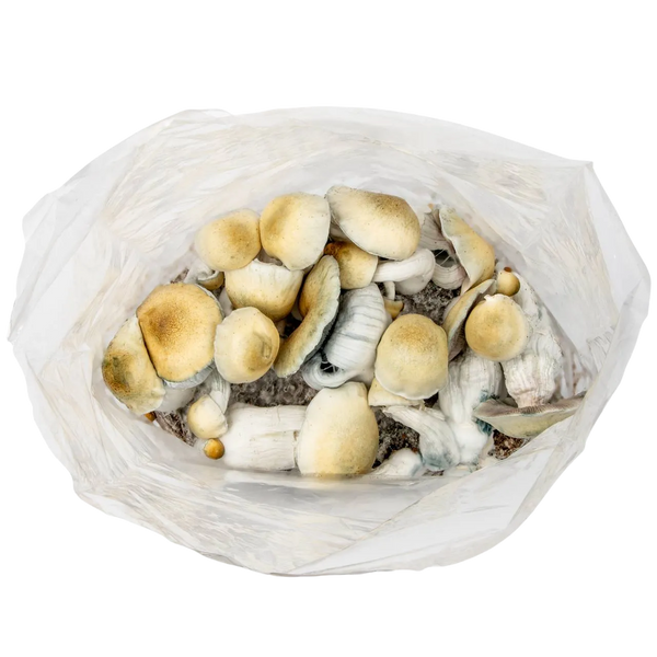 4lb Grow-in-Bag Kit