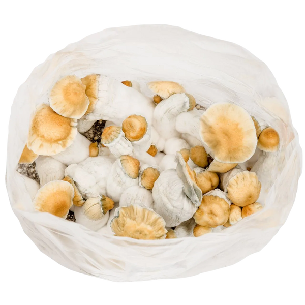 6lb Grow-in-Bag Kit