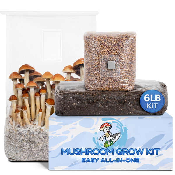 6lb Mushroom Grow Kit